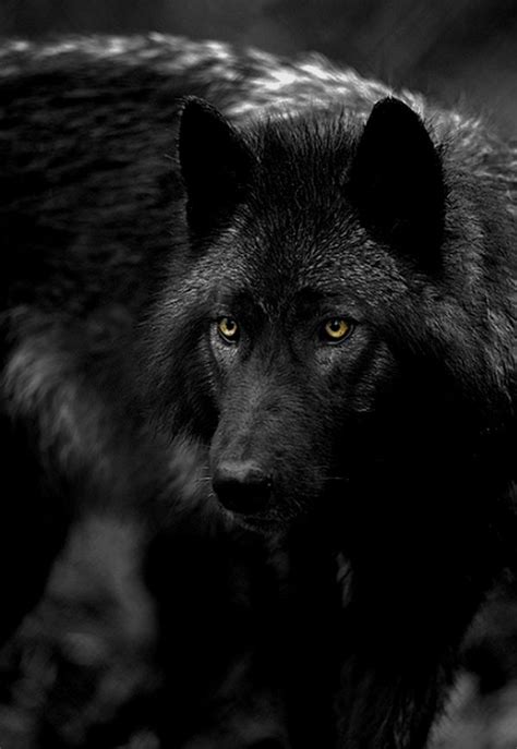 1000 Images About ♥♥ Black Wolves ♥♥ On Pinterest