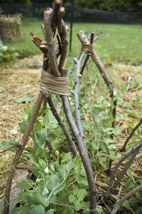 How To Build A Pea Teepee Garden Vines Edible Garden Garden Trellis