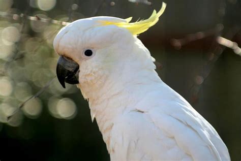 Top 150 Best Names For White Birds Petpress