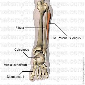 The illustration below shows some of the muscles of the lower extremity. Anatomy Stock Images | Lower leg