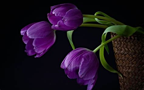 Hình Nền Hoa Tulip Nhiếp ảnh Màu Tím Màu Xanh Lá Hồng Cái Rổ Lá