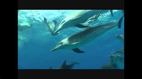 Breath Dolphins Youtube