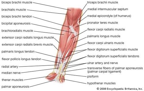 Arm Vertebrate Anatomy