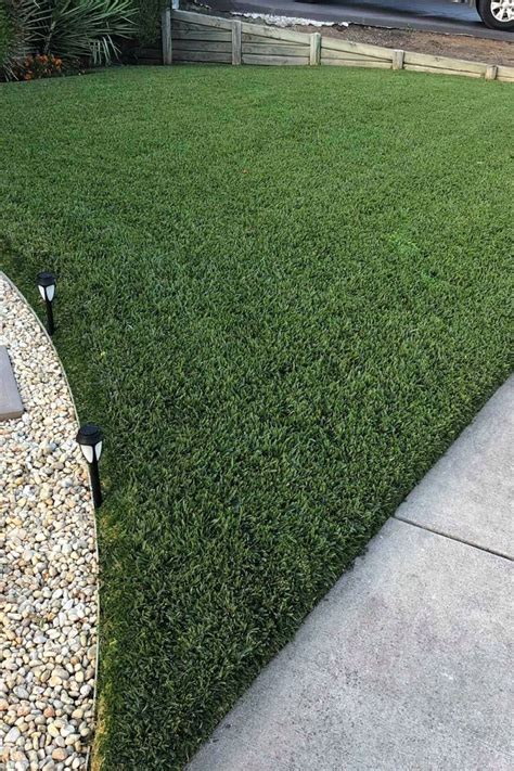Which is the best sir walter grass for shade? Sir Walter DNA Certified Lawn in 2021 | Grass type, Back gardens, Grass