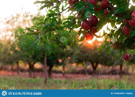 Apple On Trees In Fruit Garden On Sunset Stock Image Image Of Blue