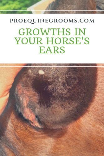 A Horses Ear Is Shown With The Words Growths In Your Horses Ears