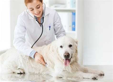 Check spelling or type a new query. Animal Healthcare Labels | Healthcare Markets | CCL Label