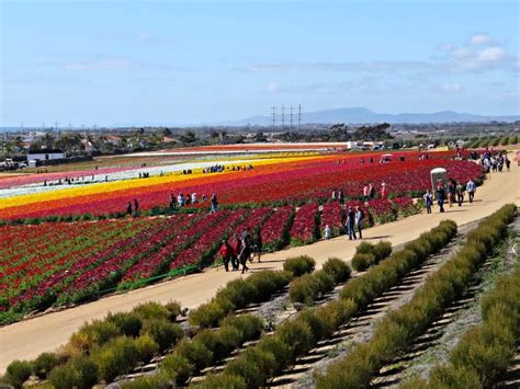 Flower Fields At Carlsbad Ranch Open March 1 2019 At Home In Carlsbad