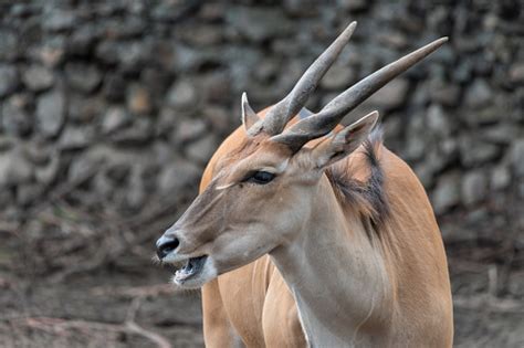 Common Eland Is The Largest Of The African Antelope Species Stock Photo