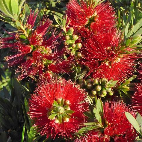 15 top native plants of southern california. DIY Projects and Ideas | California garden, Bottlebrush ...