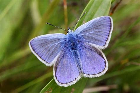 Holly Blue Butterfly Beautiful Colours Common Blue Butterfly Holly