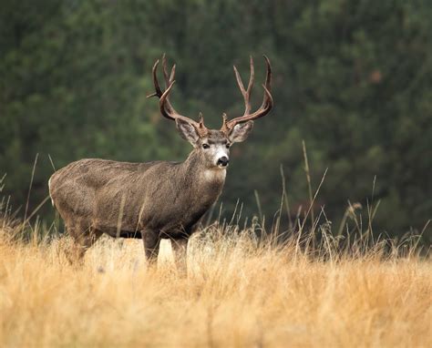 Mule Deer Gestation Period