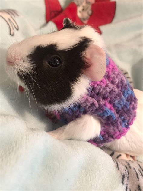 Crocheted Guinea Pig Sweater Guinea Pig Sweater Guinea Pig Etsy Australia