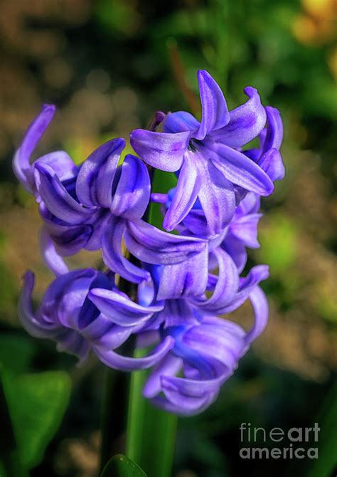 Purple Hyacinth Photograph By The P Pixels
