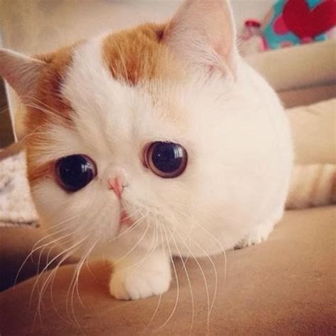 Adorable Lovable Cat With Big Eyes Cute Cats