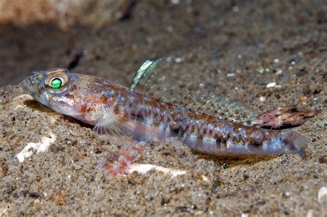 Glorious Gobies The Little Fish That Live In Rock Pools Around The