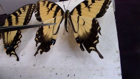 Quick Guide To Tiger Swallowtail Identification YouTube