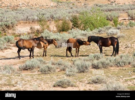 Free Roaming Mustangs In The Pryor Mountain Wild Horse Range In Wyoming