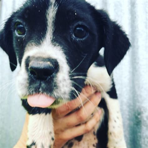 Bella is family raised with children and is ready for her forever home. puppy - Medium Female Border Collie x German Shorthaired ...