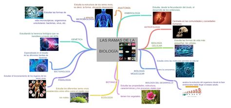 Las Ramas De La BiologÍa Bbb Coggle Diagram