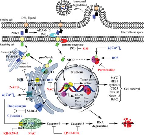 Notch Signaling