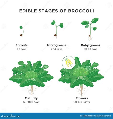 Edible Stages Of Broccoli Infographic Elements In Flat Design Broccoli