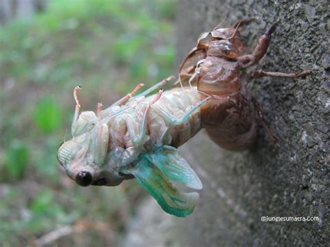Jungle Sumatra Interesting Facts About Cicada