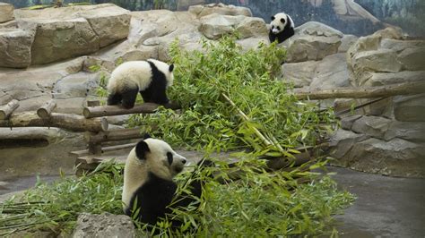 Les Pandas Du Zoo De Beauval Huan Huan Et Yuan Zi Restent En France