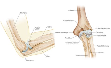 Anatomical terminology allow us to describe the body and body motions more precisely. Elbow Arm anatomy
