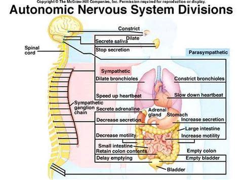 What Is The Autonomic Nervous System