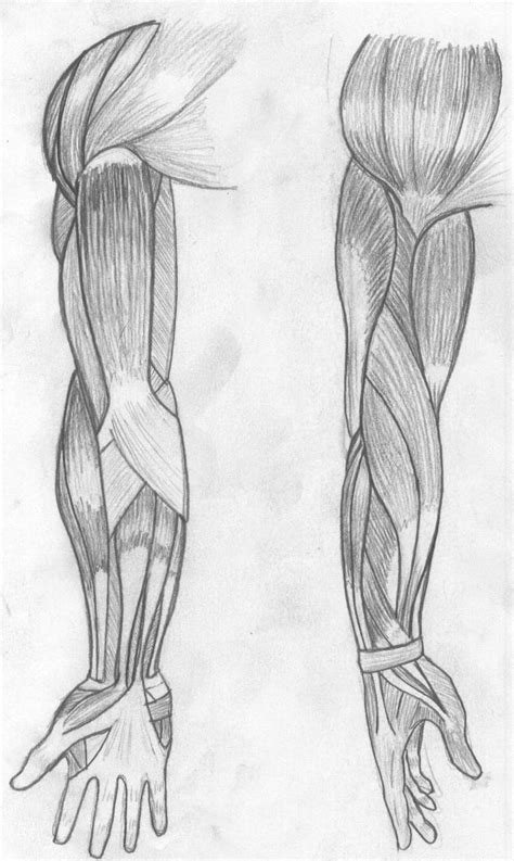 Learn more about their anatomy at kenhub! Arm Muscles by GavinSlete on DeviantArt