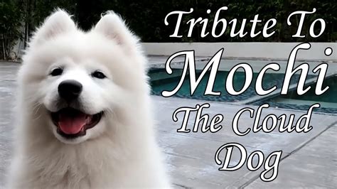 Tribute To Mochi The Cloud Dog Youtube
