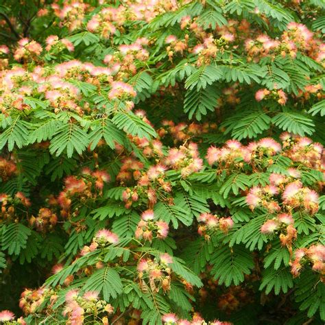 Cold Hardy Mimosa Trees For Sale