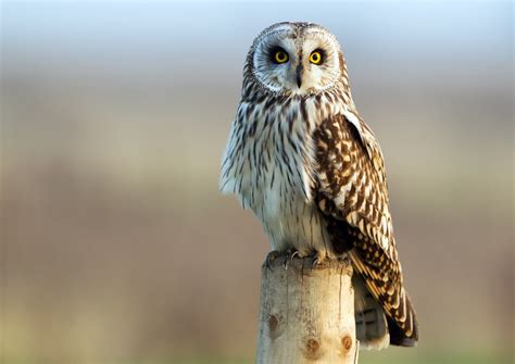 Short Eared Owl By David Newby Birdguides