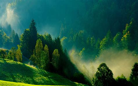 Download Morning Mist Green Nature Wallpaper For Desktop