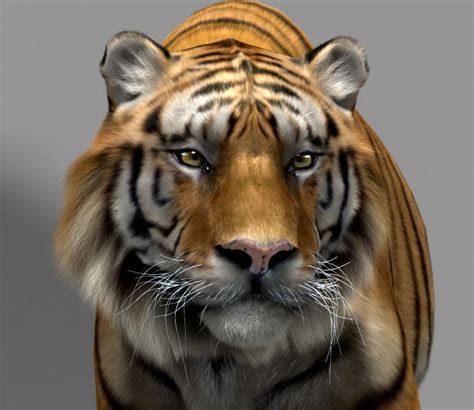 Tiger 3d Model Animated Rigged Max