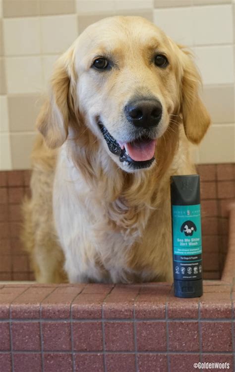 5 Benefits Of Bathing Your Dog Featuring Rufus And Coco Golden Woofs