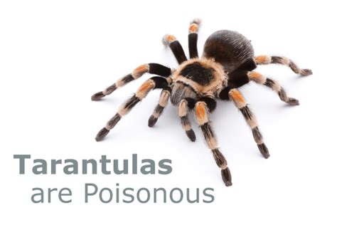 Are Tarantulas Poisonous Dont Believe That