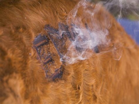 How to make a brand for cattle. Court: Identical Cattle Brands OK on Different Location ...
