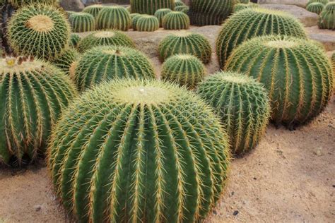 Large Round Green Spiny Cacti On The Sand Tropical Cactus Garden Stock