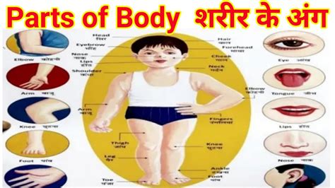 The hard parts inside a human or animal that make up its frame. Body parts name in hindi and english | शरीर के अंगों के ...