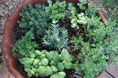Top medicinal plants you can grow in your garden ~ MY UNIQUE HOME
