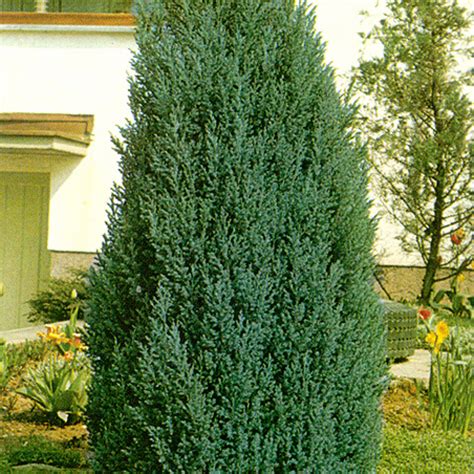 Chamaecyparis Lawsoniana Ellwoodii Rasadnik „jelena