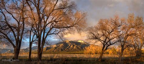 Taos Mountain Sunset Through The Trees In El Prado Nm