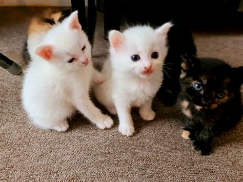 Beautiful Kittens For Sale In Gravesend Kent Gumtree