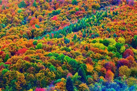 Autumn Colorful Forest Trees In Beautiful Pastel Colors Dubrava