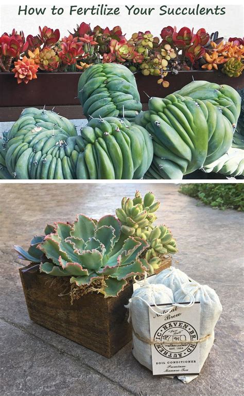 It takes very little liquid plant fertilizer to provide the christmas cactus in the spring with its necessary dose of nutrients. Succulent Fertilizer - Which, When and How Often ...