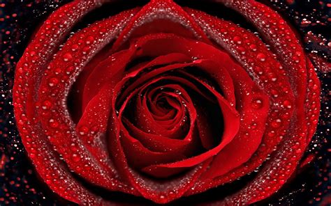2560x1600 Rose Dew Macro Drop Petals Wallpaper Coolwallpapersme