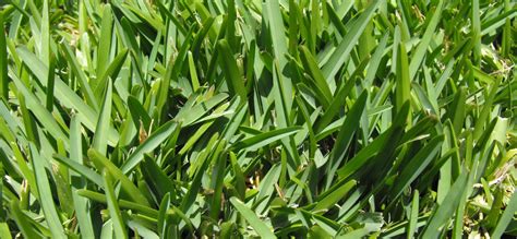 St Augustine Grass How To Grow St Augustine In Southern Lawns