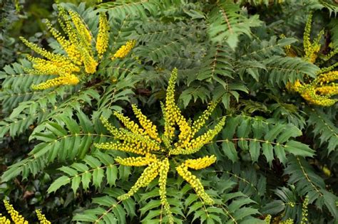 Mahonia Care Guide And Uk Growing Tips Upgardener